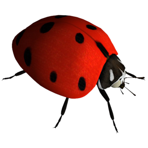 ladybug PNG image-3959